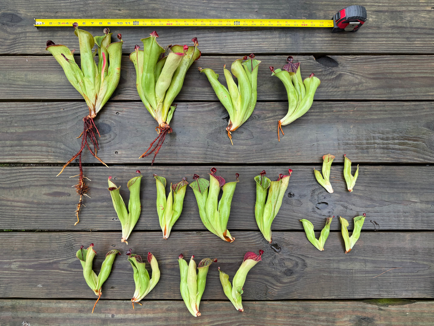 Heliamphora macdonaldae - Fresh Divisions (2026)