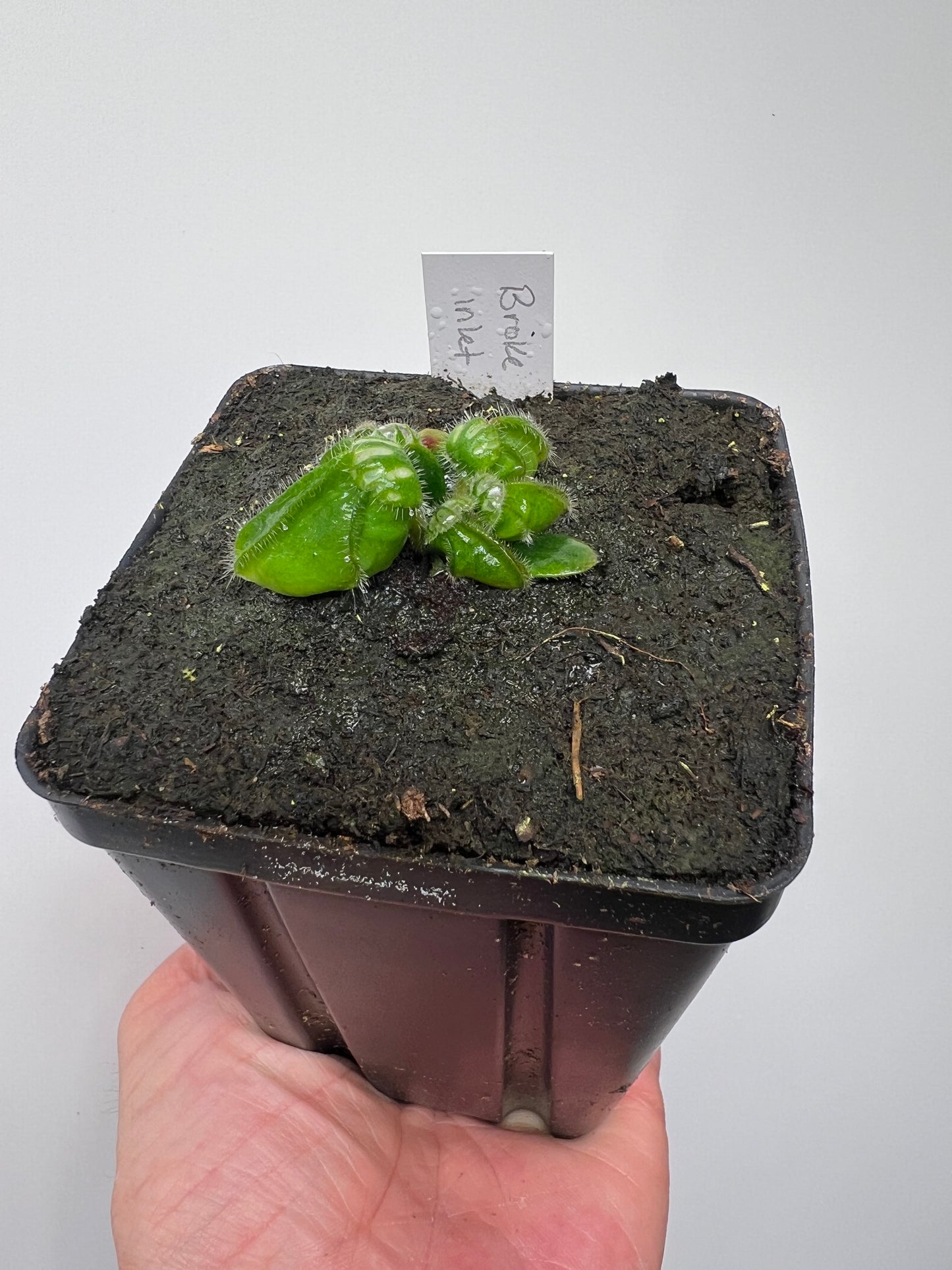 Cephalotus follicularis “Broke Inlet”