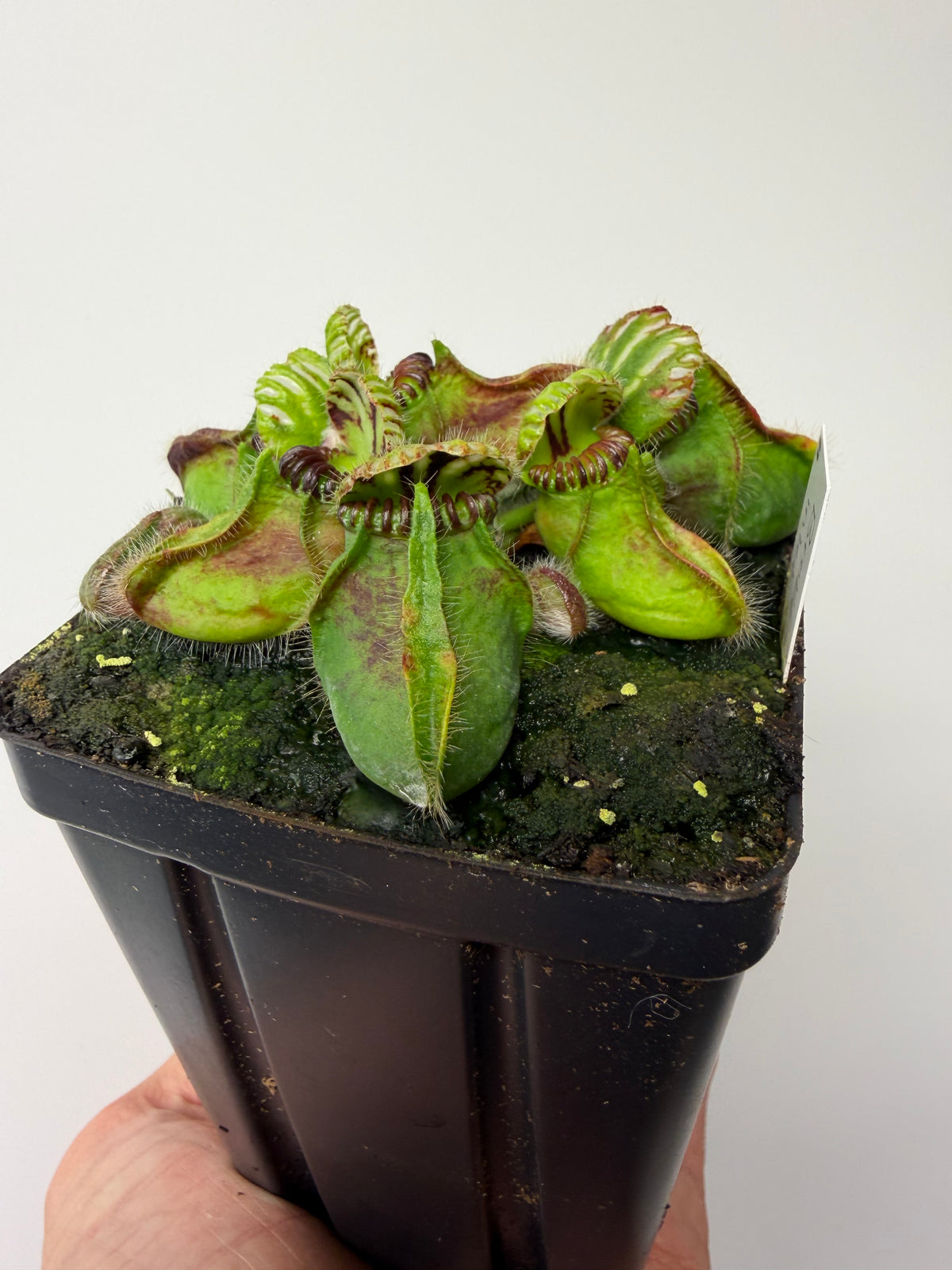Cephalotus follicularis “Broke Inlet” #11