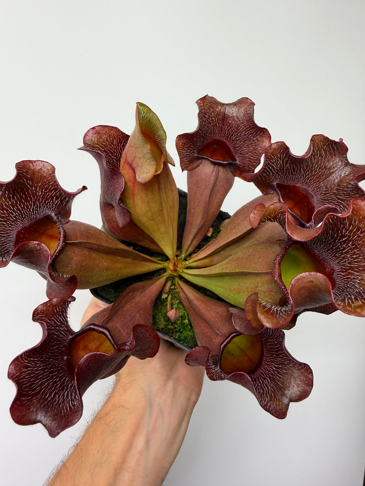 Sarracenia purpurea ssp. venosa (Brunswick Co, NC x Carteret Co, NC)  - Seed Grown #5