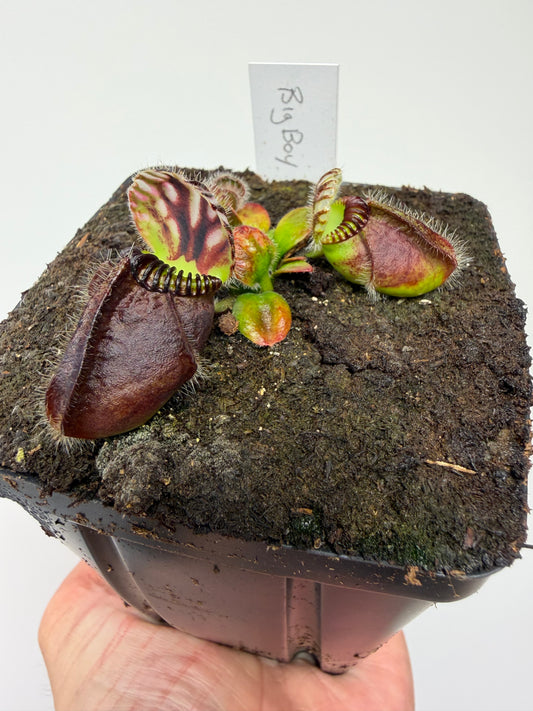 Cephalotus follicularis “Big Boy” (1)