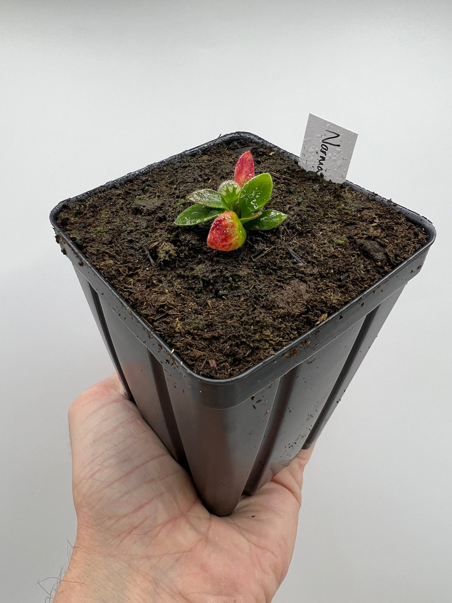 Cephalotus follicularis “Norma”