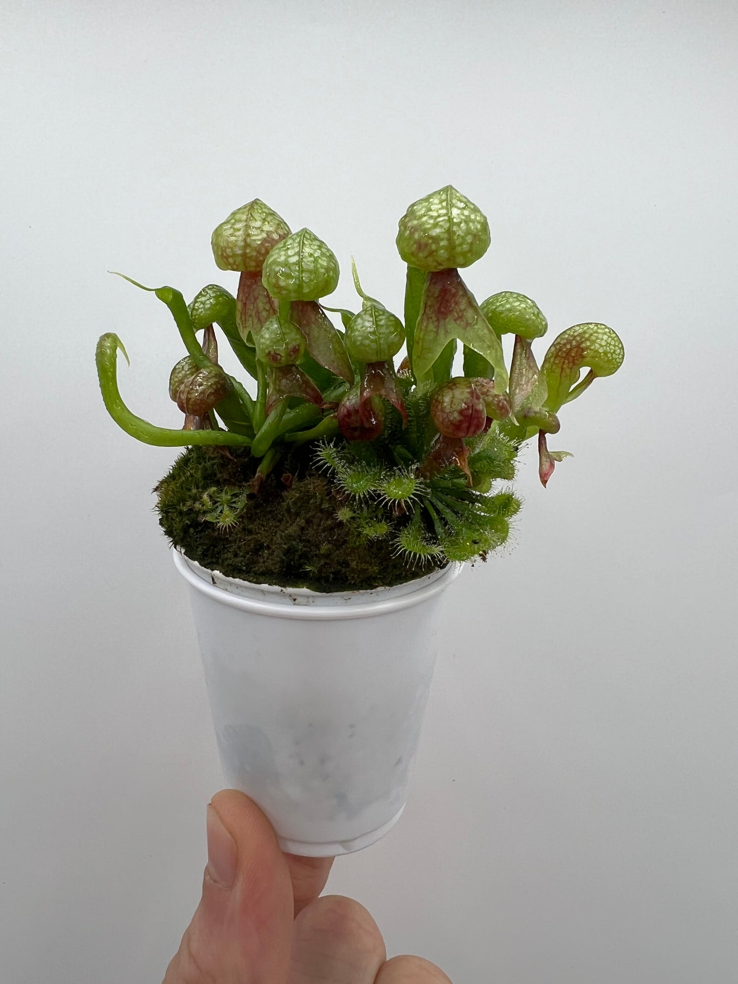 Darlingtonia californica (Cobra Pitcher Plant) - Seed Grown #202