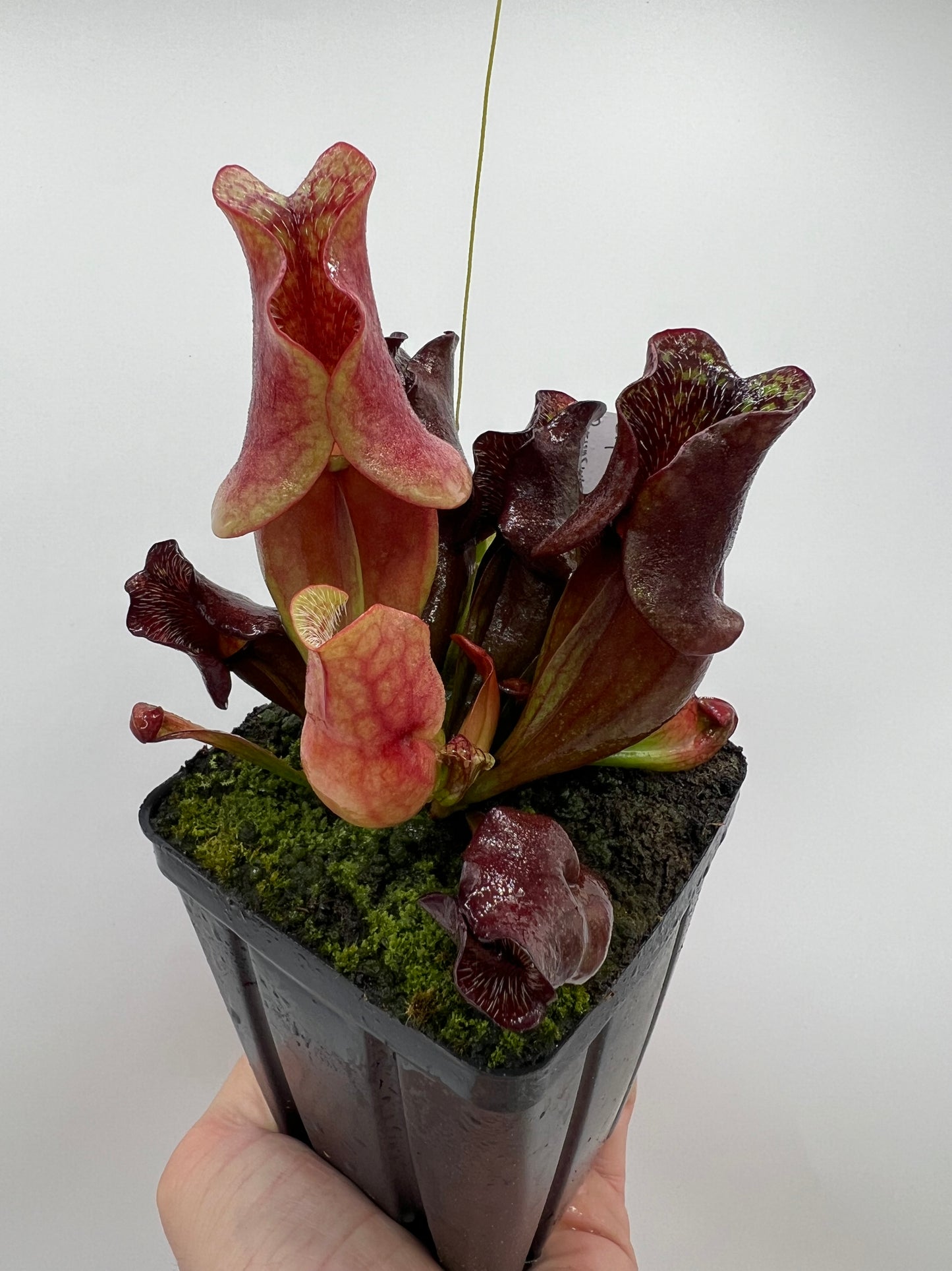 Sarracenia purpurea ssp. venosa (Brunswick Co, NC x Carteret Co, NC)  - Seed Grown #2