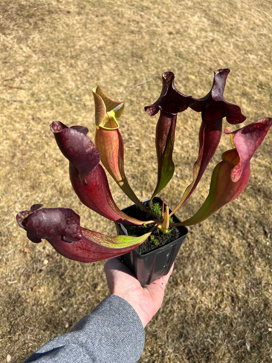 Sarracenia x catesbaei - (flava var. rubricorp. x purp. venosa) - Seed Grown #4