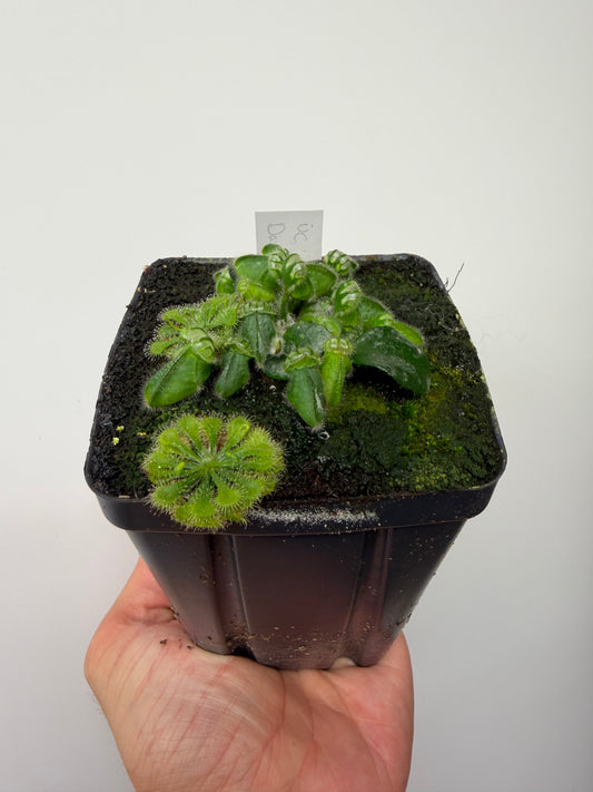 Cephalotus follicularis “UC Davis”