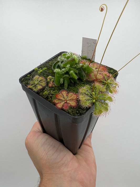 Cephalotus follicularis “Phil Mann” x “Hummers Giant”