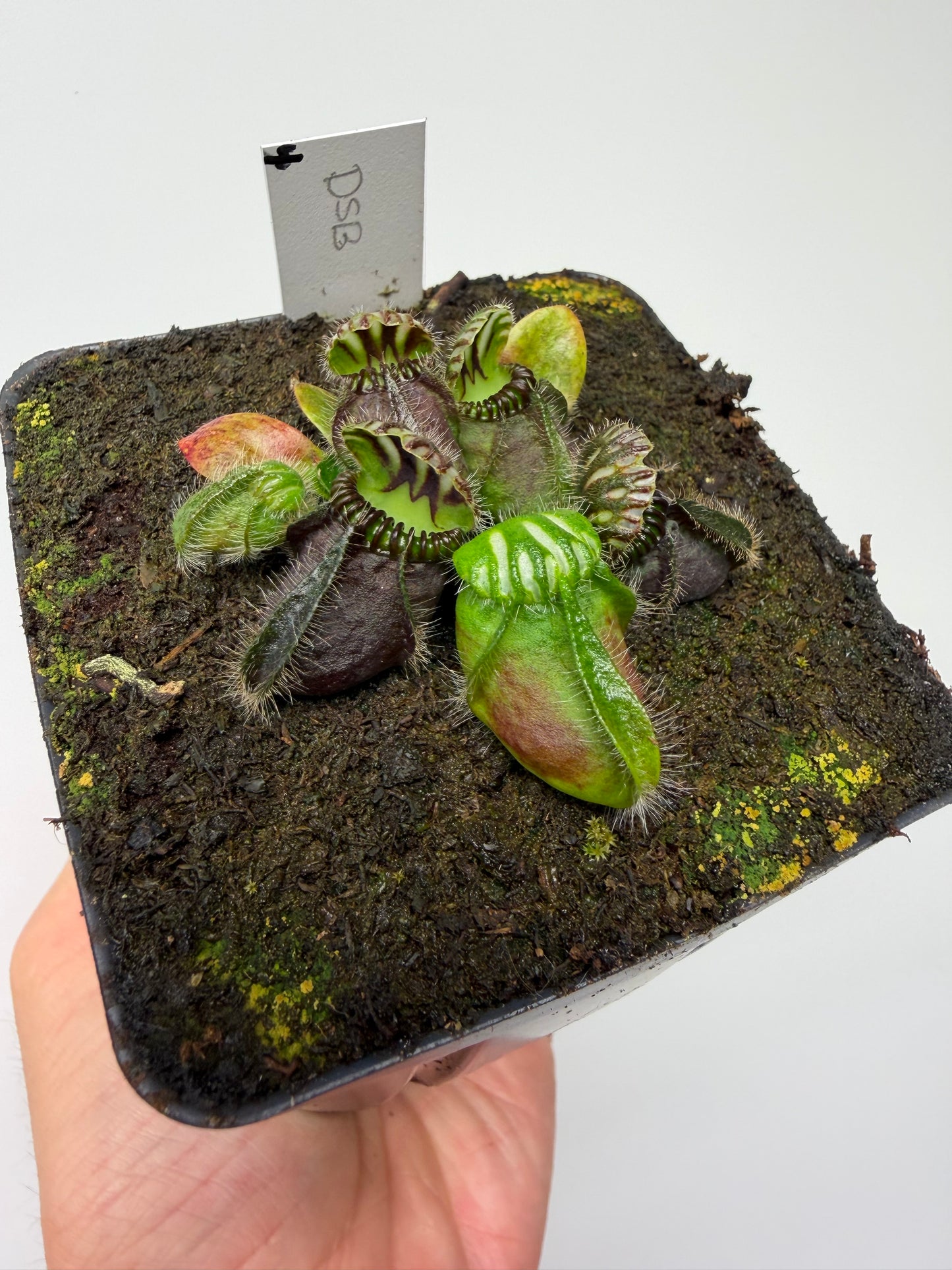 Cephalotus follicularis “David Švarc Black” - *Rare* (4)