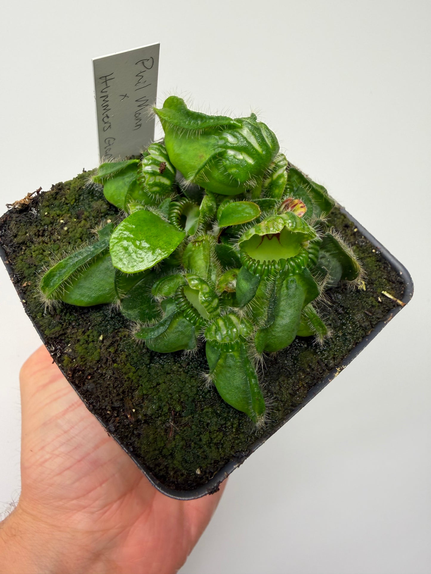 Cephalotus follicularis “Phil Mann” x “Hummers Giant”