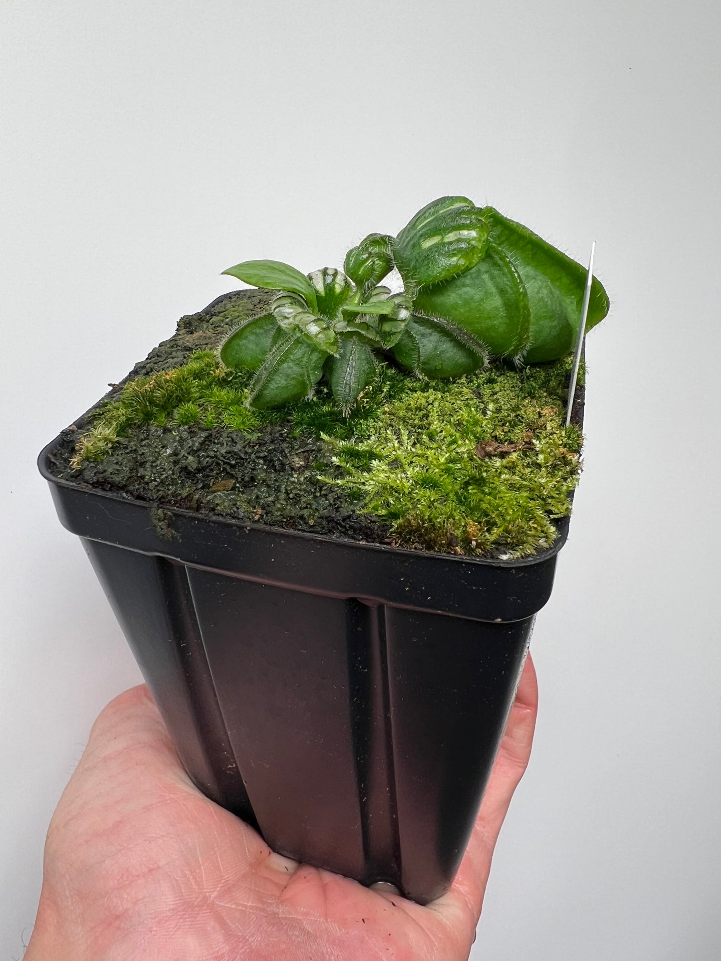 Cephalotus follicularis “Brewers Giant”
