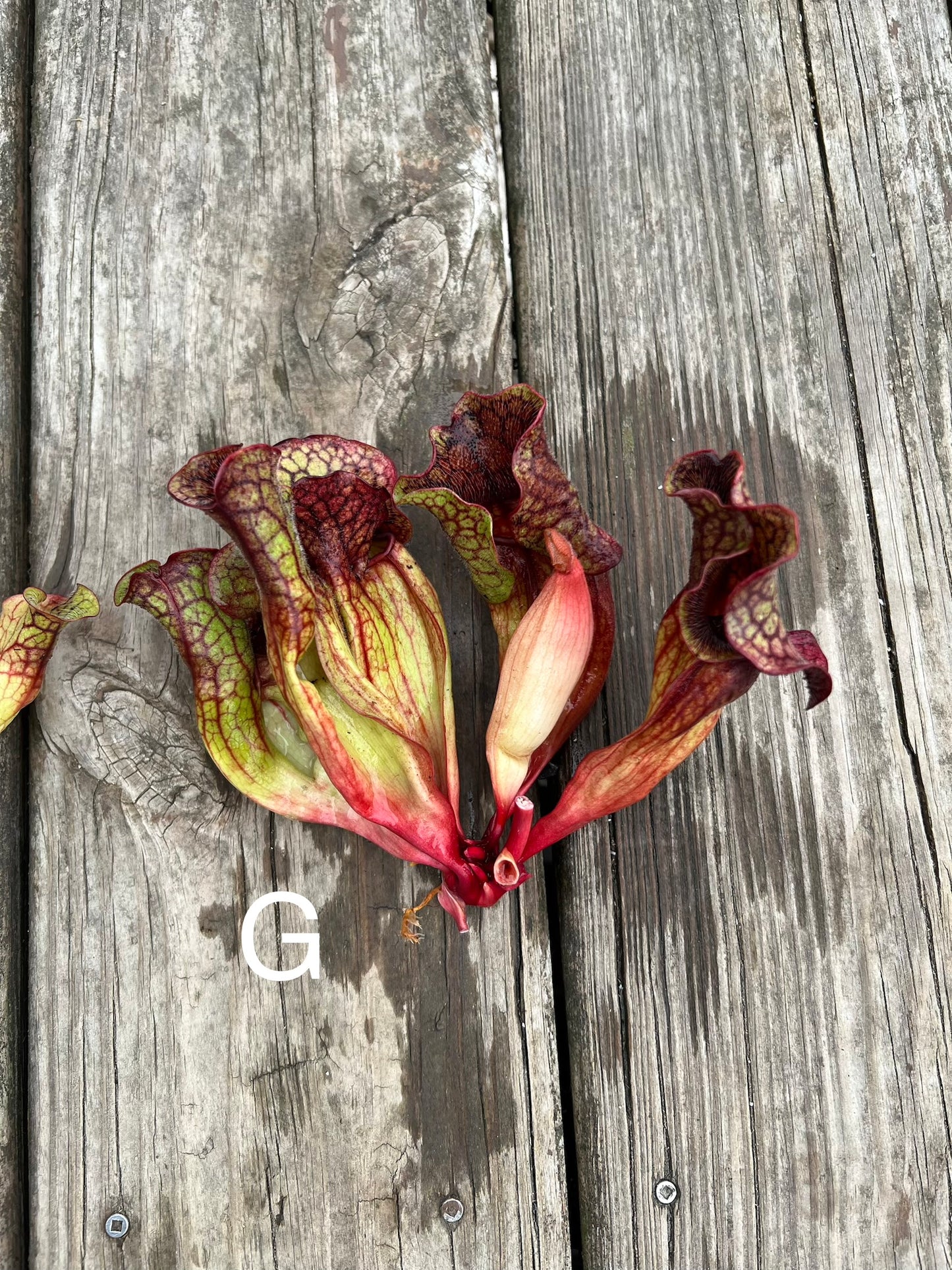 Sarracenia purpurea ssp. venosa (Chesterfield Co, SC) - Fresh Divisions