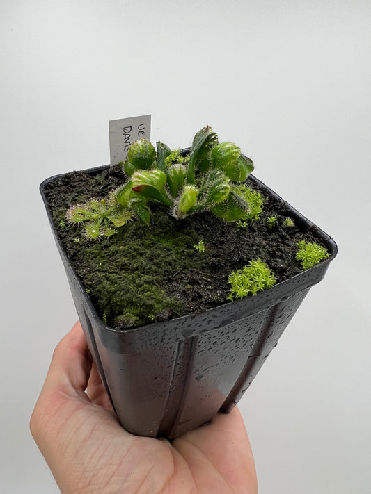 Cephalotus follicularis “UC Davis”