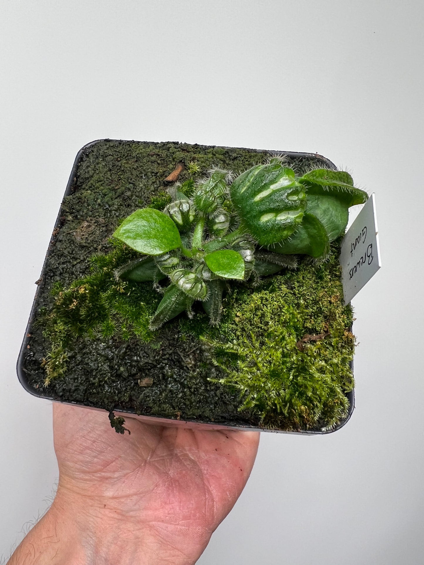 Cephalotus follicularis “Brewers Giant”