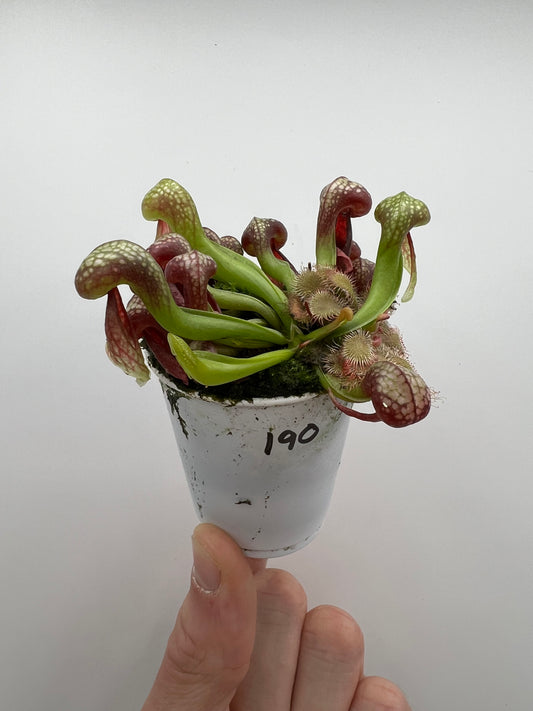 Darlingtonia californica (Cobra Pitcher Plant) - Seed Grown #190