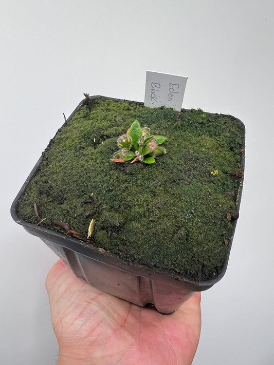Cephalotus follicularis ‘Eden Black’ - *Rare* (small)