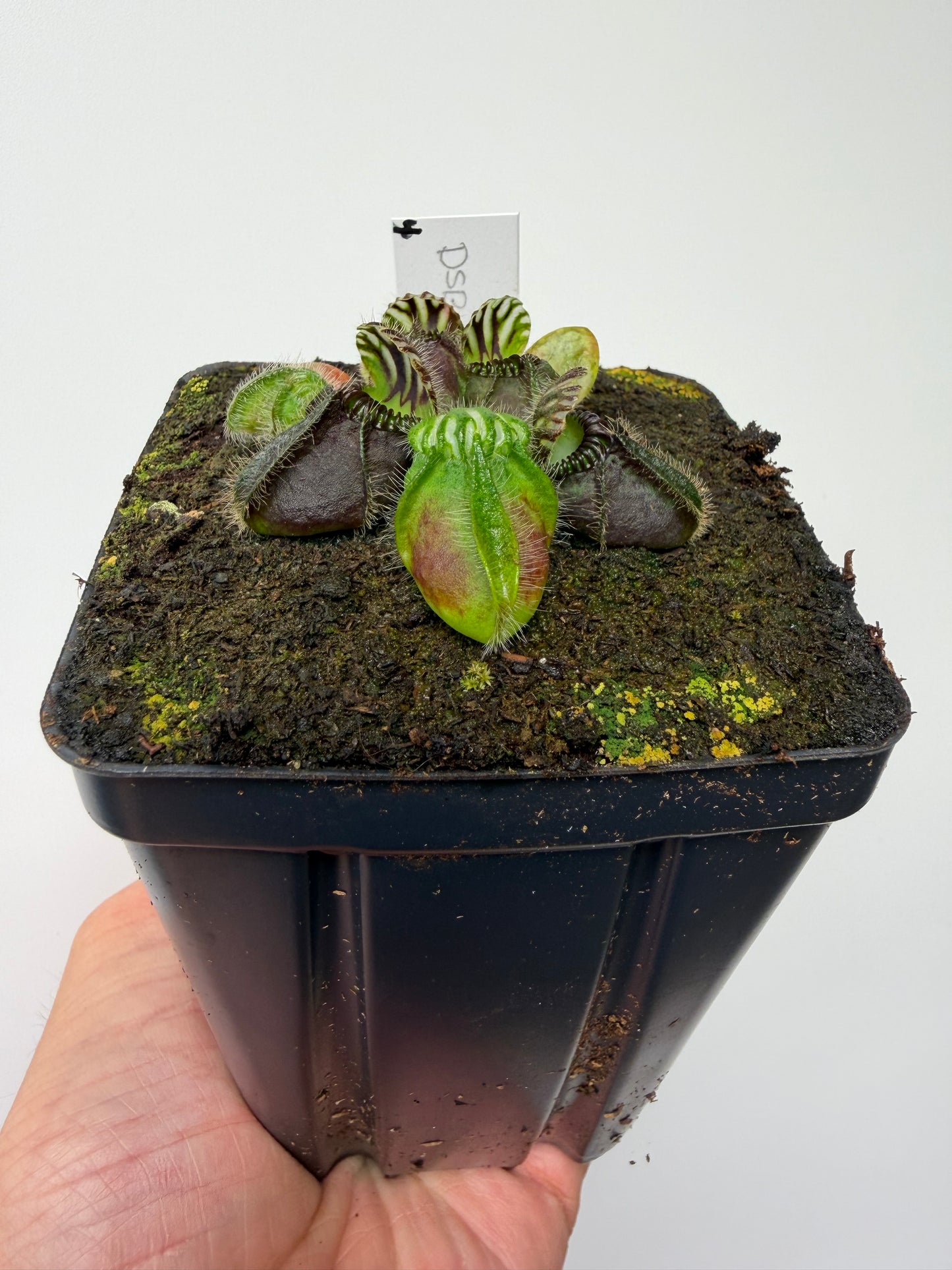 Cephalotus follicularis “David Švarc Black” - *Rare* (4)