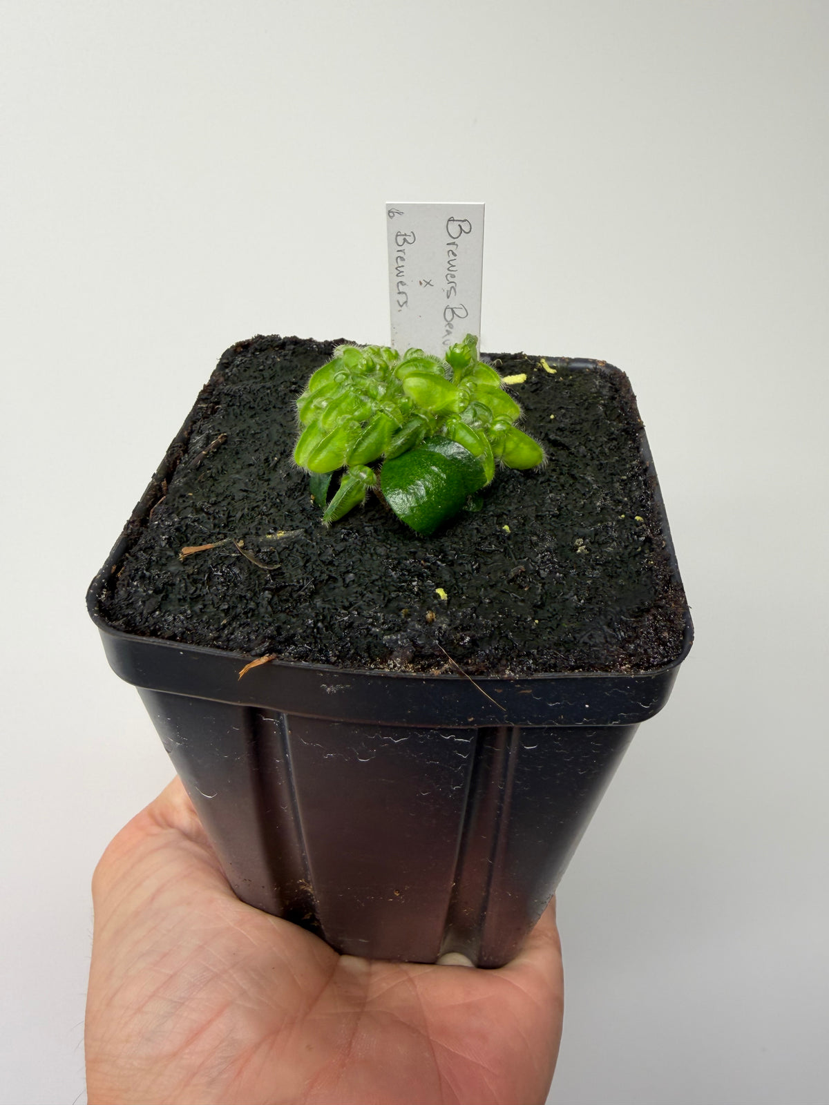 Cephalotus follicularis “Brewers Beauty” x “Brewers” #6