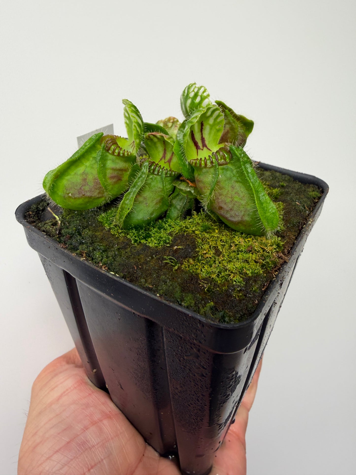 Cephalotus follicularis “Norma”