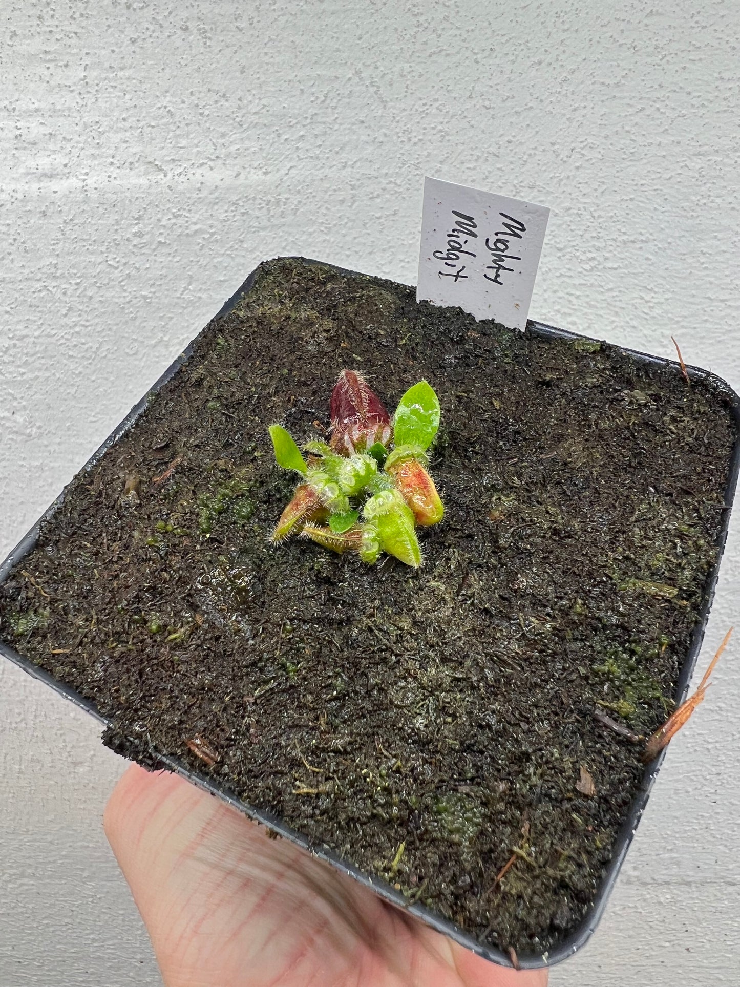 Cephalotus follicularis “Mighty Midget” - *Rare*