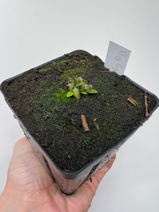 Cephalotus follicularis “Big Boy”