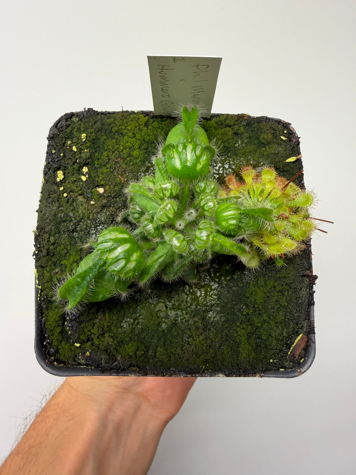Cephalotus follicularis “Phil Mann” x “Hummers Giant” #1