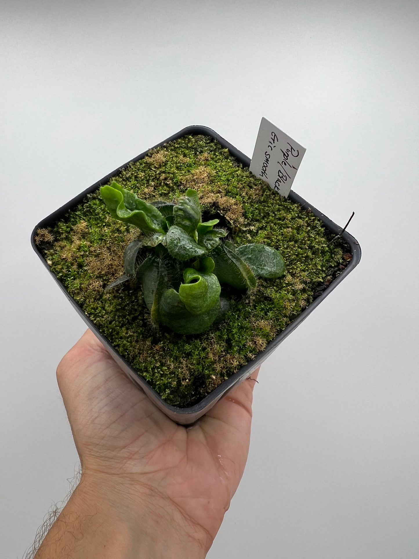 Cephalotus follicularis “Purple/Black” - Eric Smooth