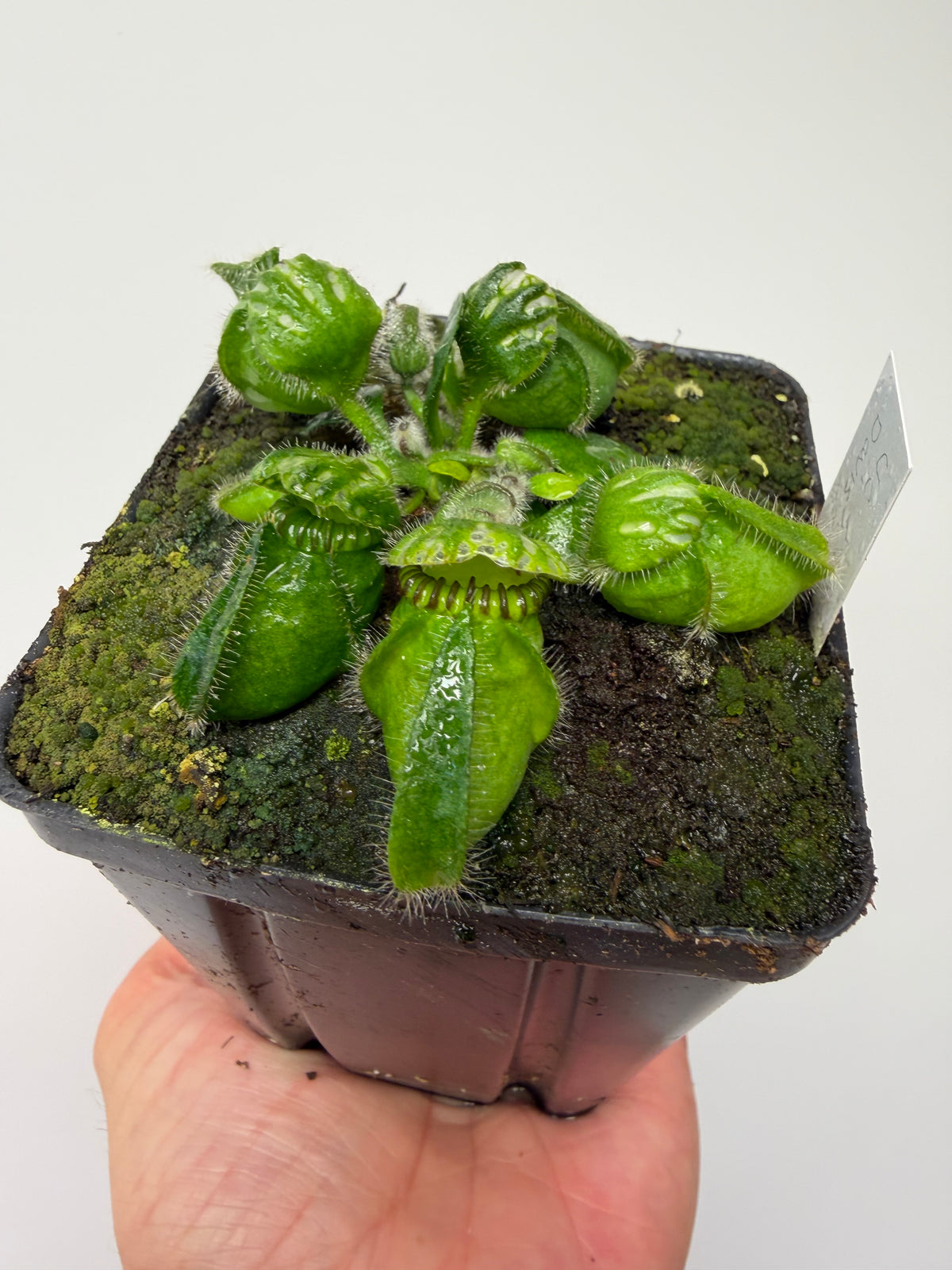 Cephalotus follicularis “UC Davis”