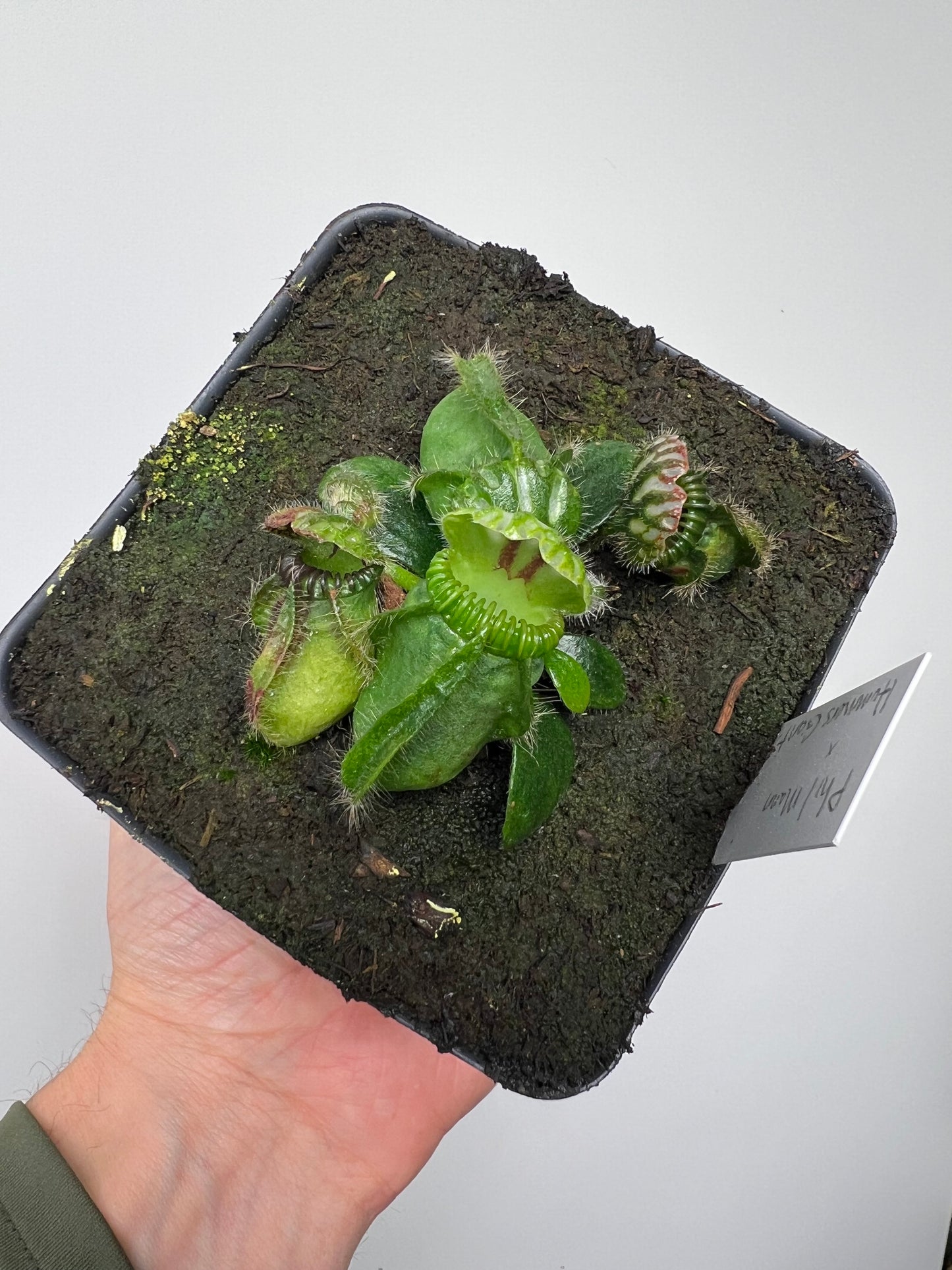 Cephalotus follicularis “Phil Mann” x “Hummers Giant”