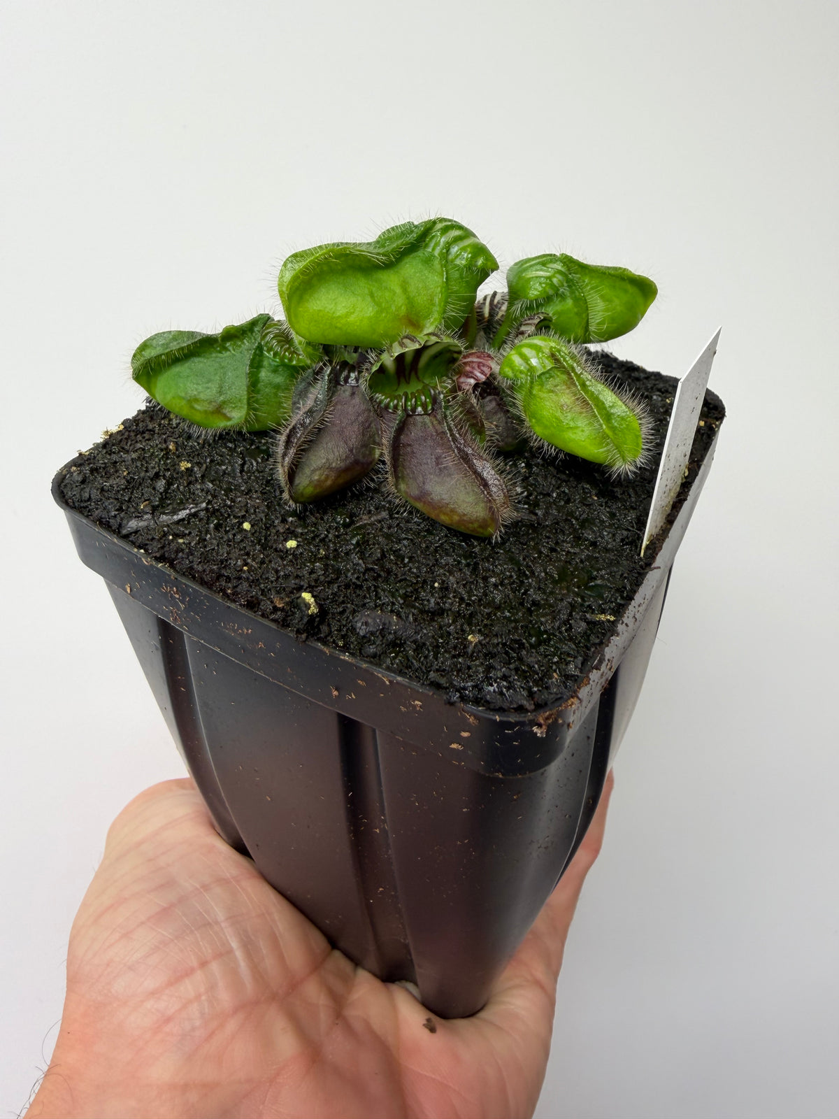Cephalotus follicularis “Hampshire Red” #6