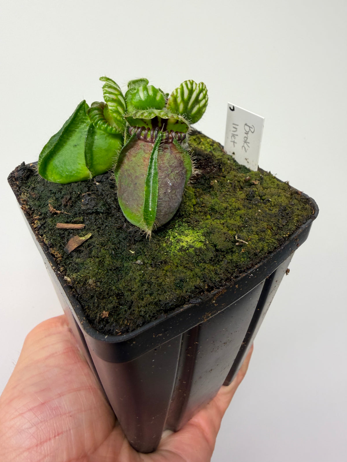 Cephalotus follicularis “Broke Inlet” (7)