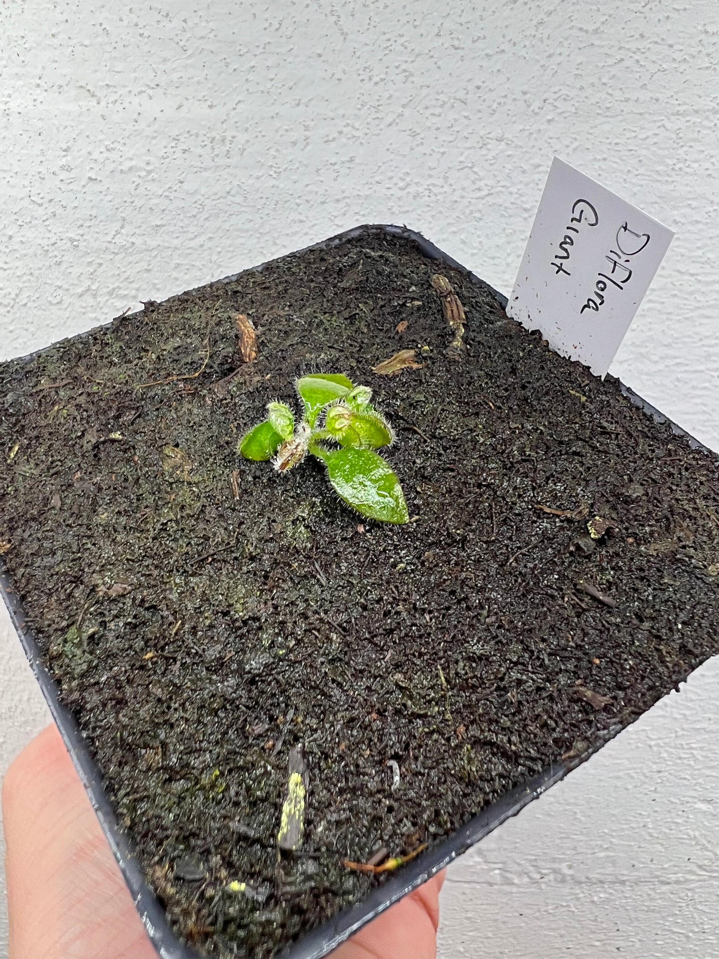 Cephalotus follicularis “Diflora giant” - *Rare*