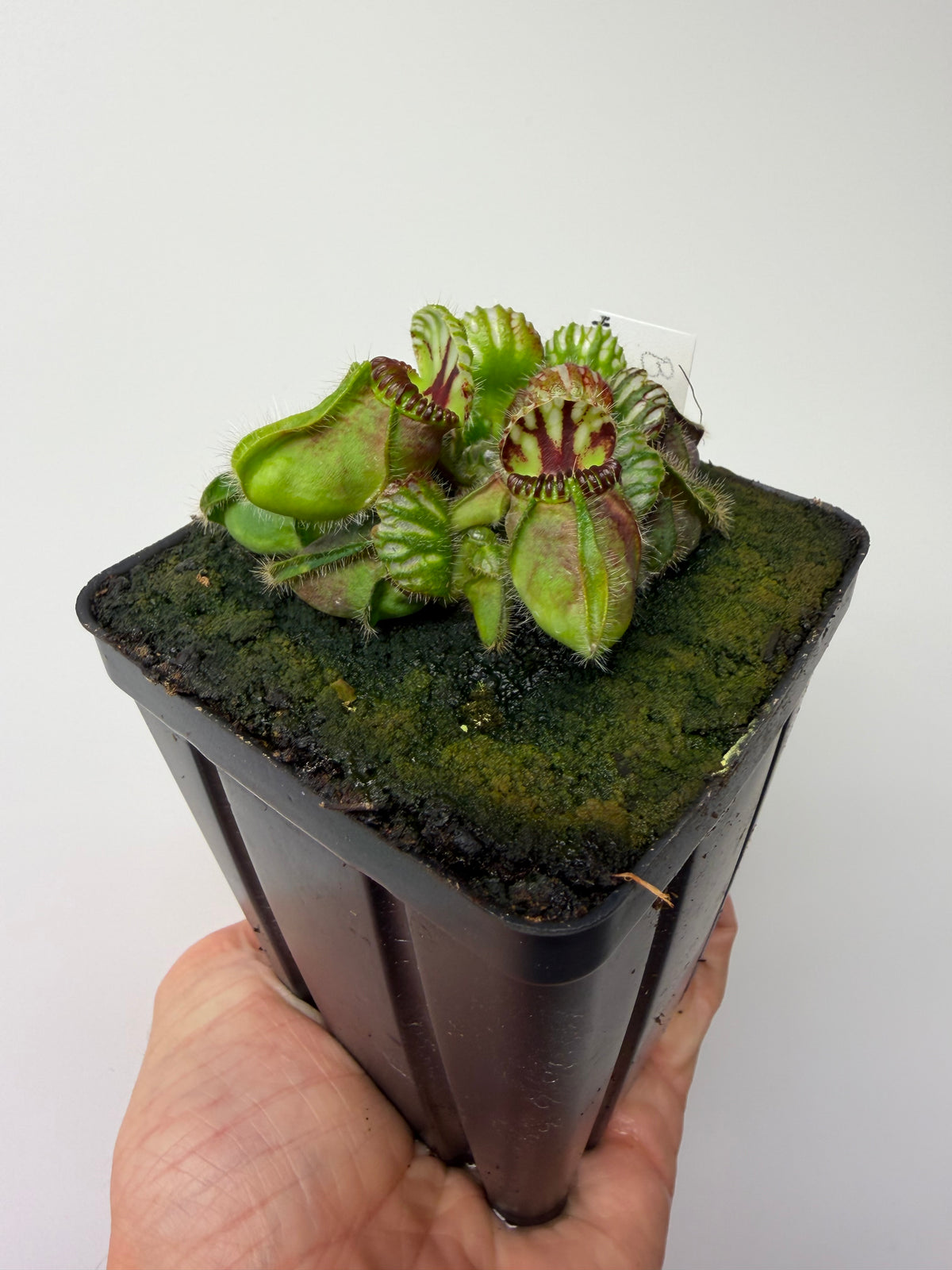 Cephalotus follicularis “Broke Inlet” #4