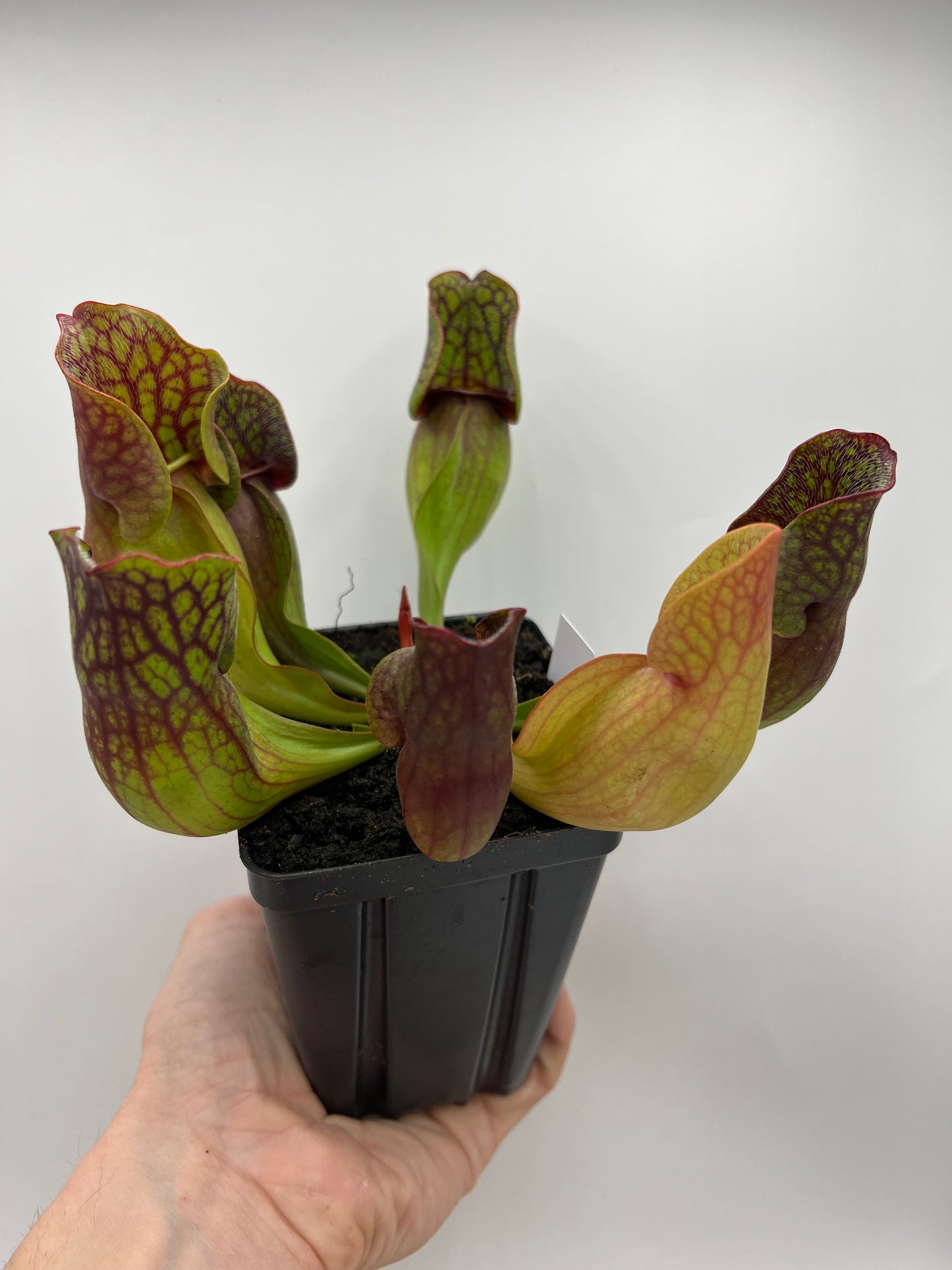 Sarracenia purpurea ssp. purpurea (Centre Co, PA) - Seed Grown #83