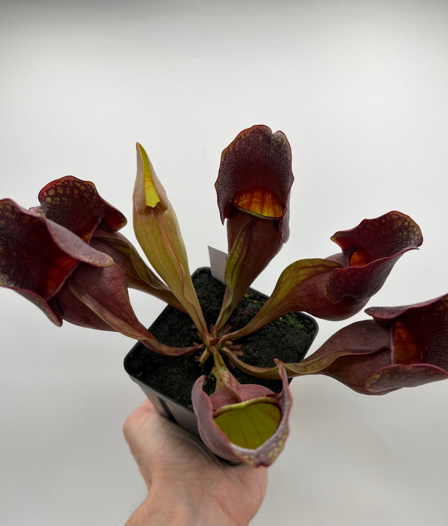 Sarracenia purpurea ssp. purpurea (Centre Co, PA) - Seed Grown #100
