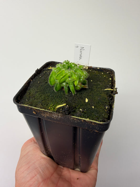 Cephalotus follicularis “Norma” #9