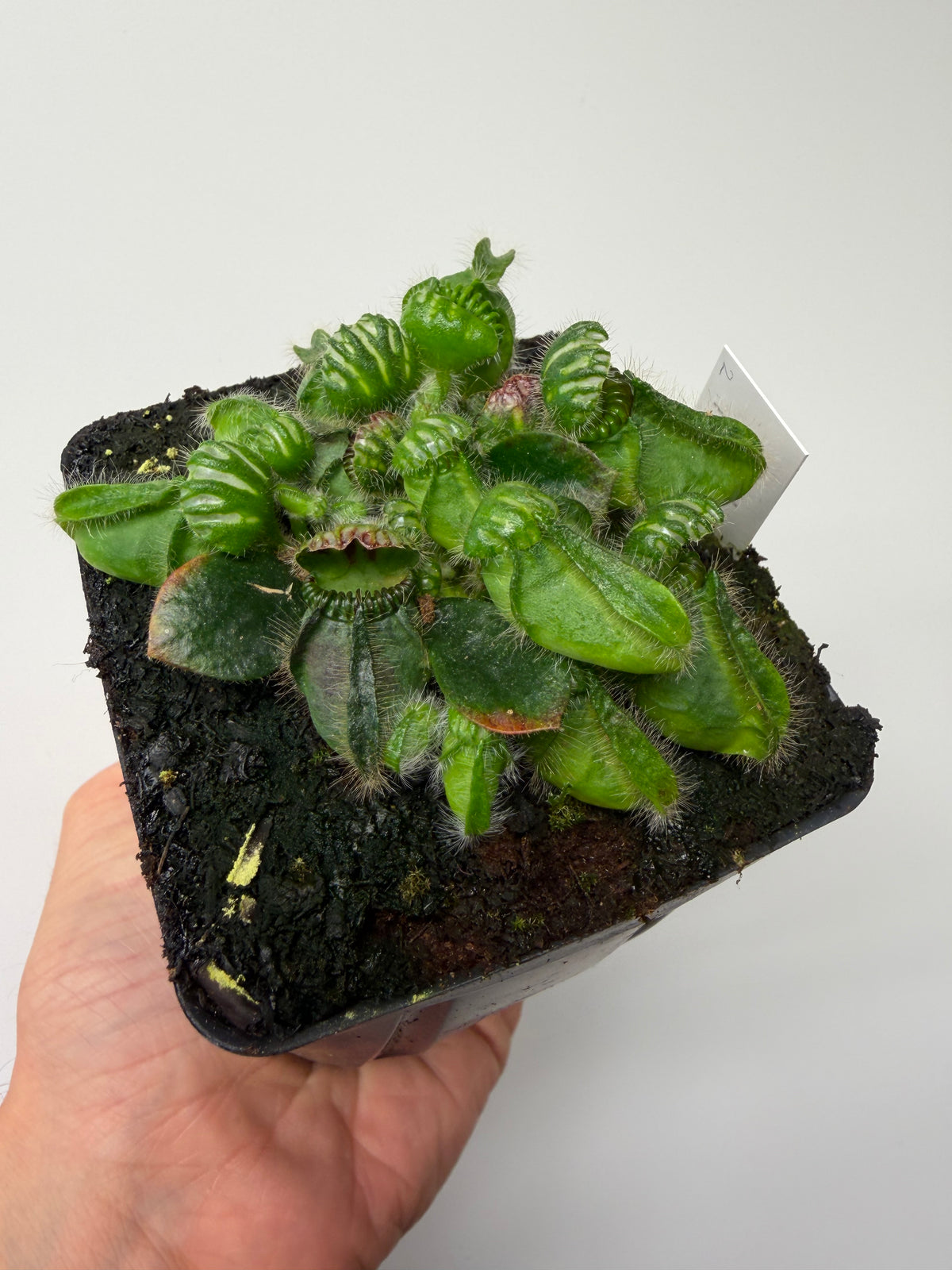 Cephalotus follicularis “Emu Pointe” #2