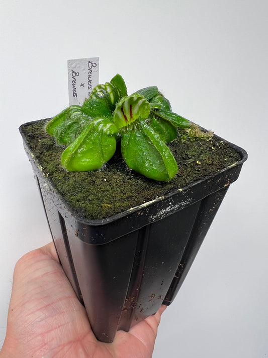 Cephalotus follicularis “Brewers Beauty” x “Brewers”