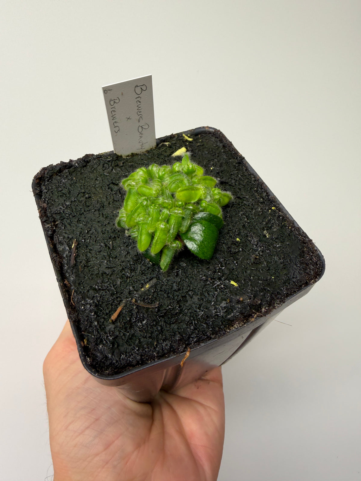 Cephalotus follicularis “Brewers Beauty” x “Brewers” #6