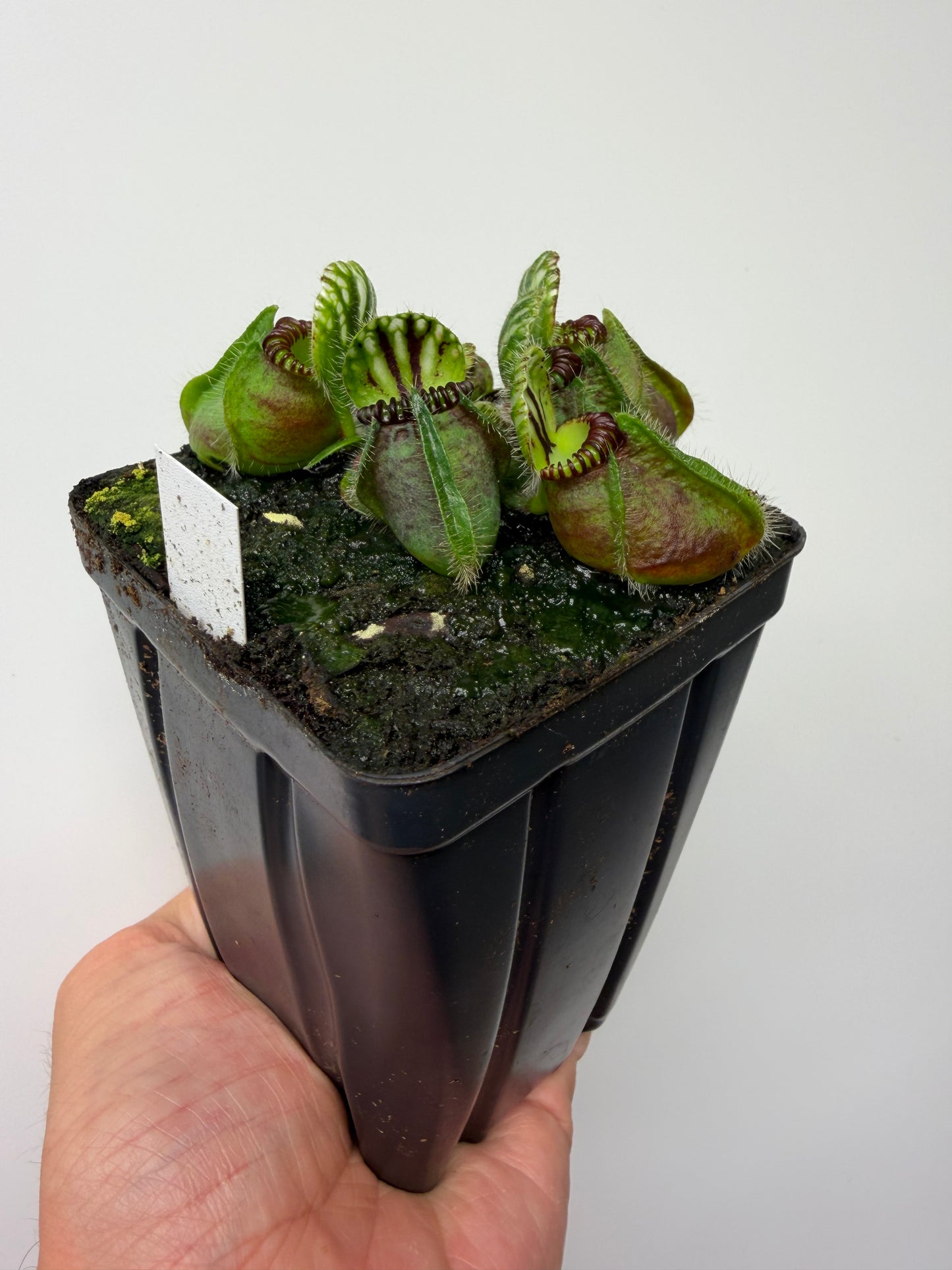 Cephalotus follicularis “Broke Inlet” (1)