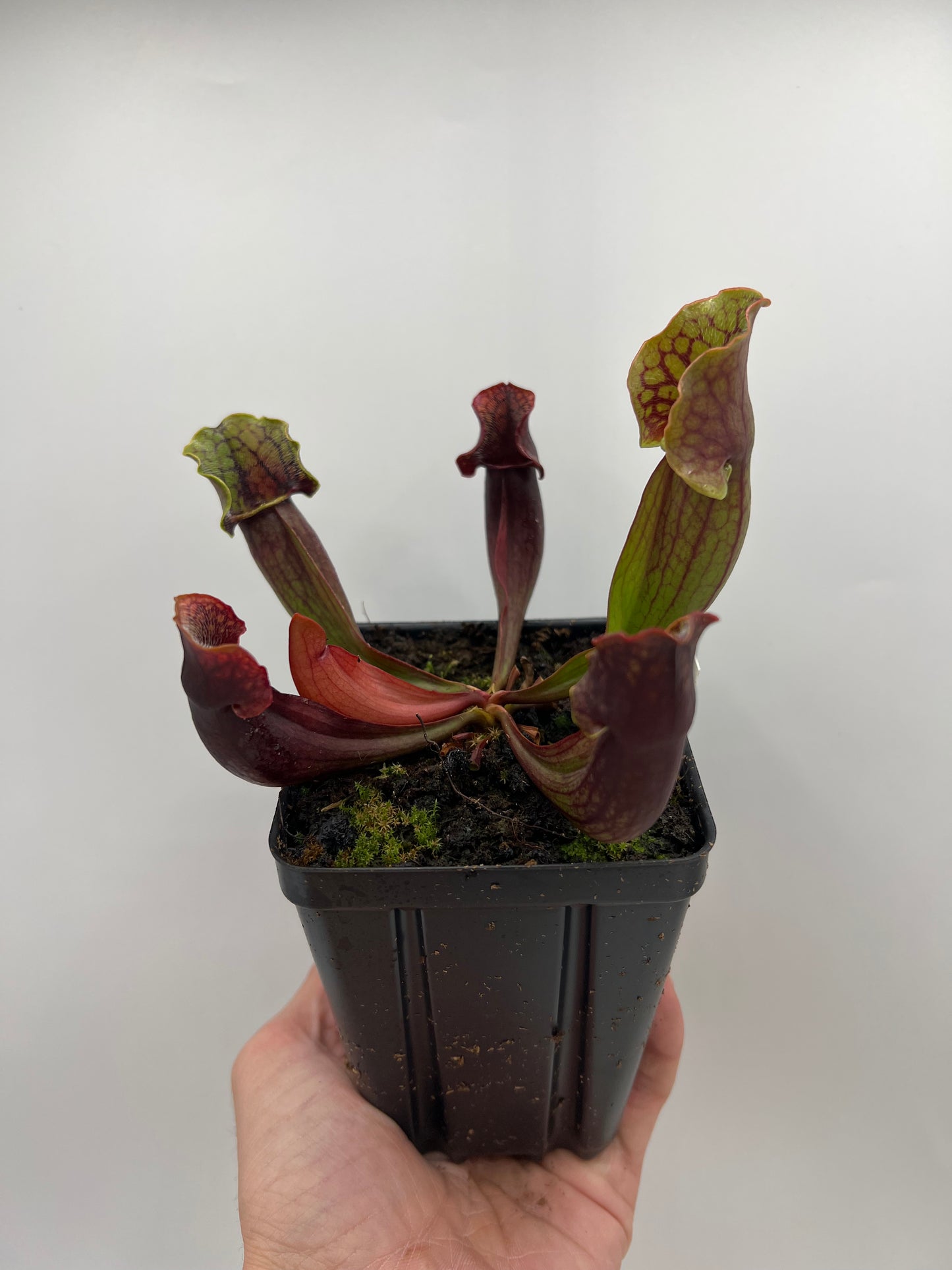 Sarracenia purpurea ssp. purpurea (Bruce Co, Ontario Canada) [Marl Bog] - Seed Grown