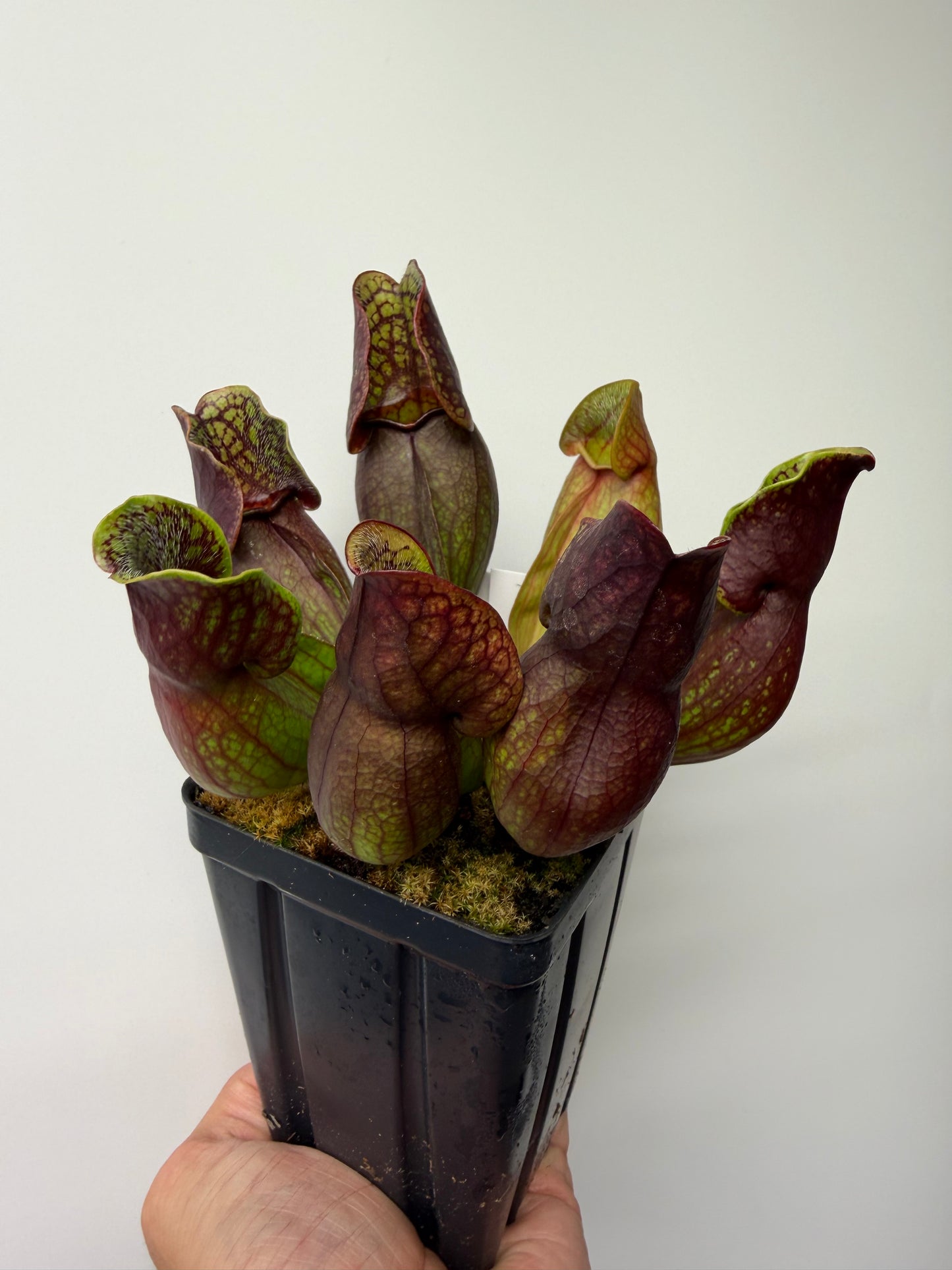Sarracenia purpurea ssp. purpurea (Pike County, PA) - Seed Grown #13