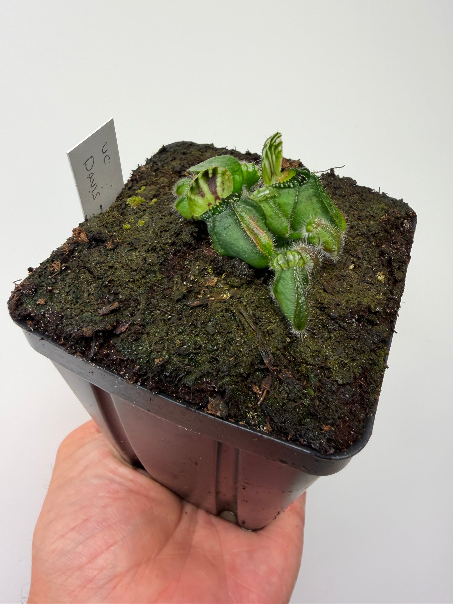 Cephalotus follicularis “UC Davis”