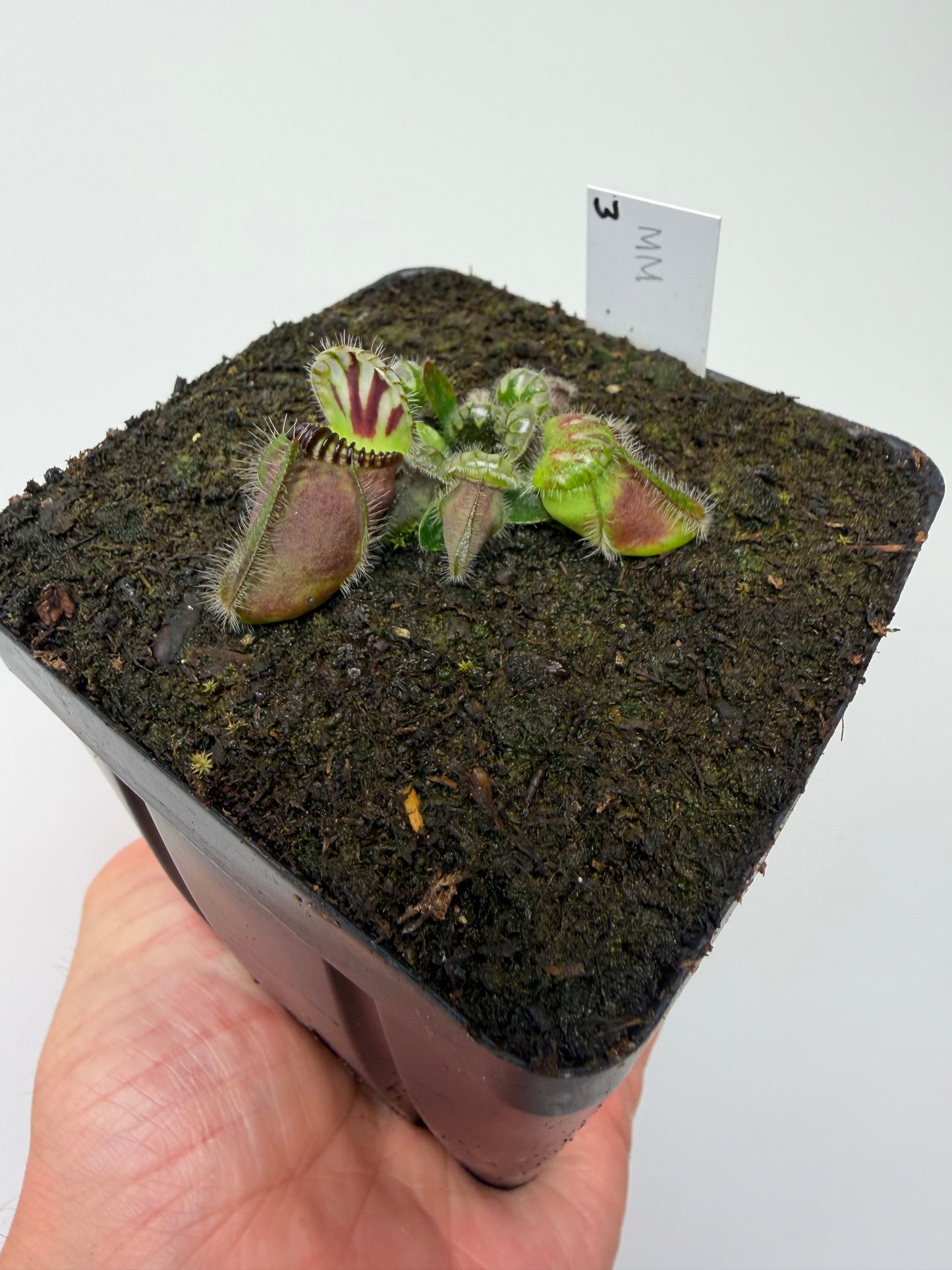 Cephalotus follicularis “Mighty Midget” - *Rare* (3)