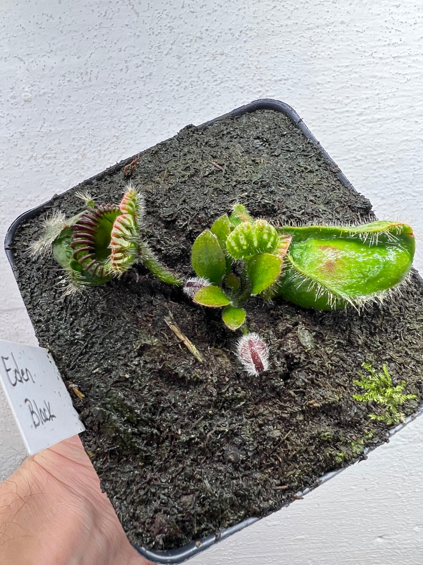 Cephalotus follicularis ‘Eden Black’ - *Rare*