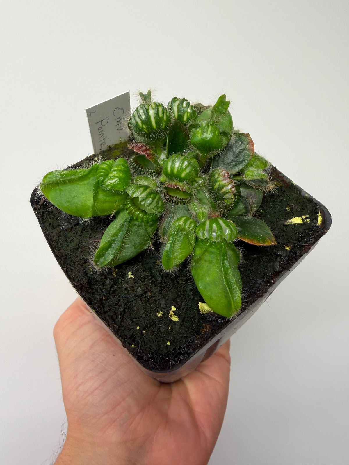 Cephalotus follicularis “Emu Pointe” #2