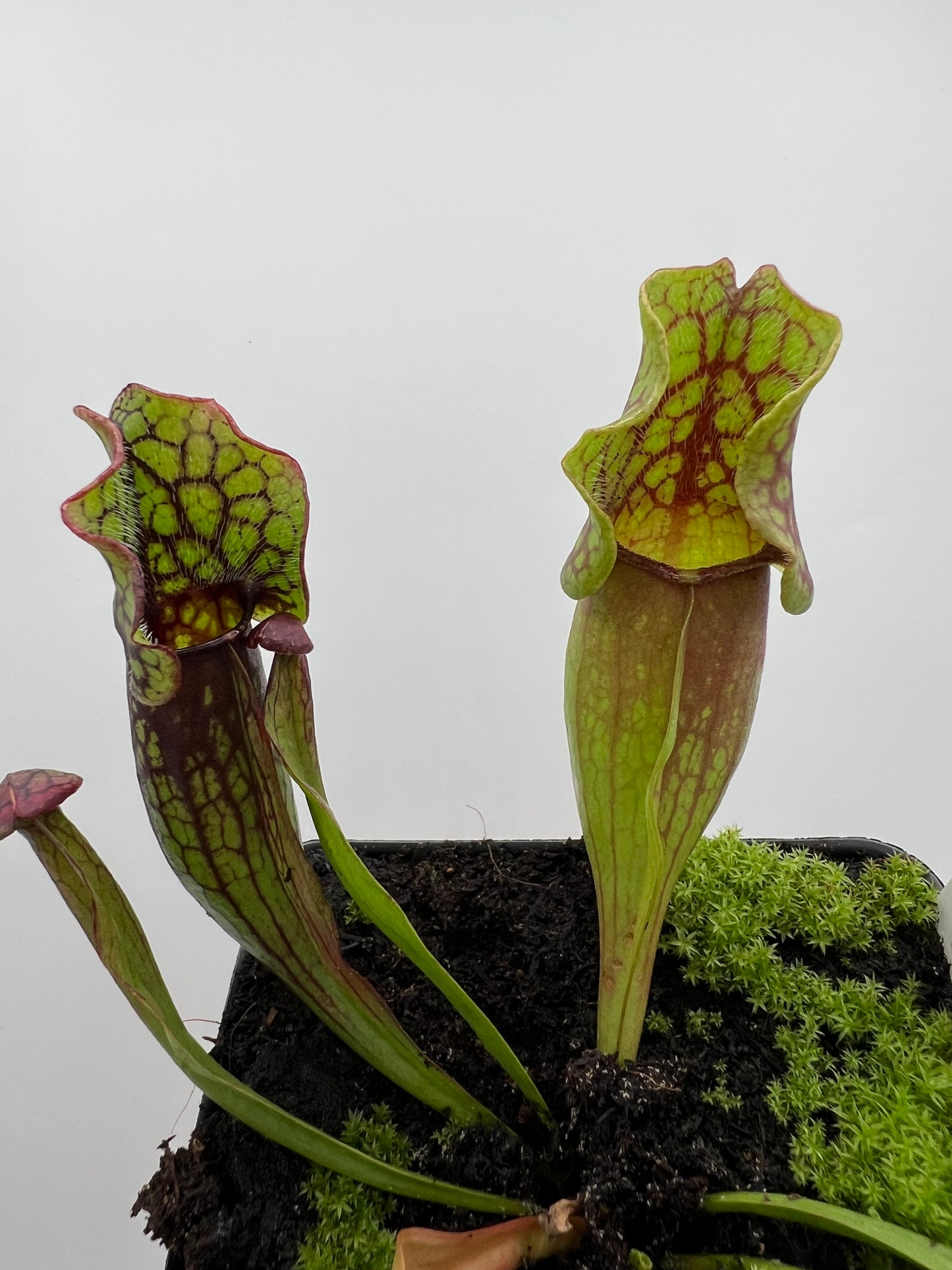 Sarracenia purpurea ssp. purpurea (Pike County, PA) - *Rare* - Seed Grown #5