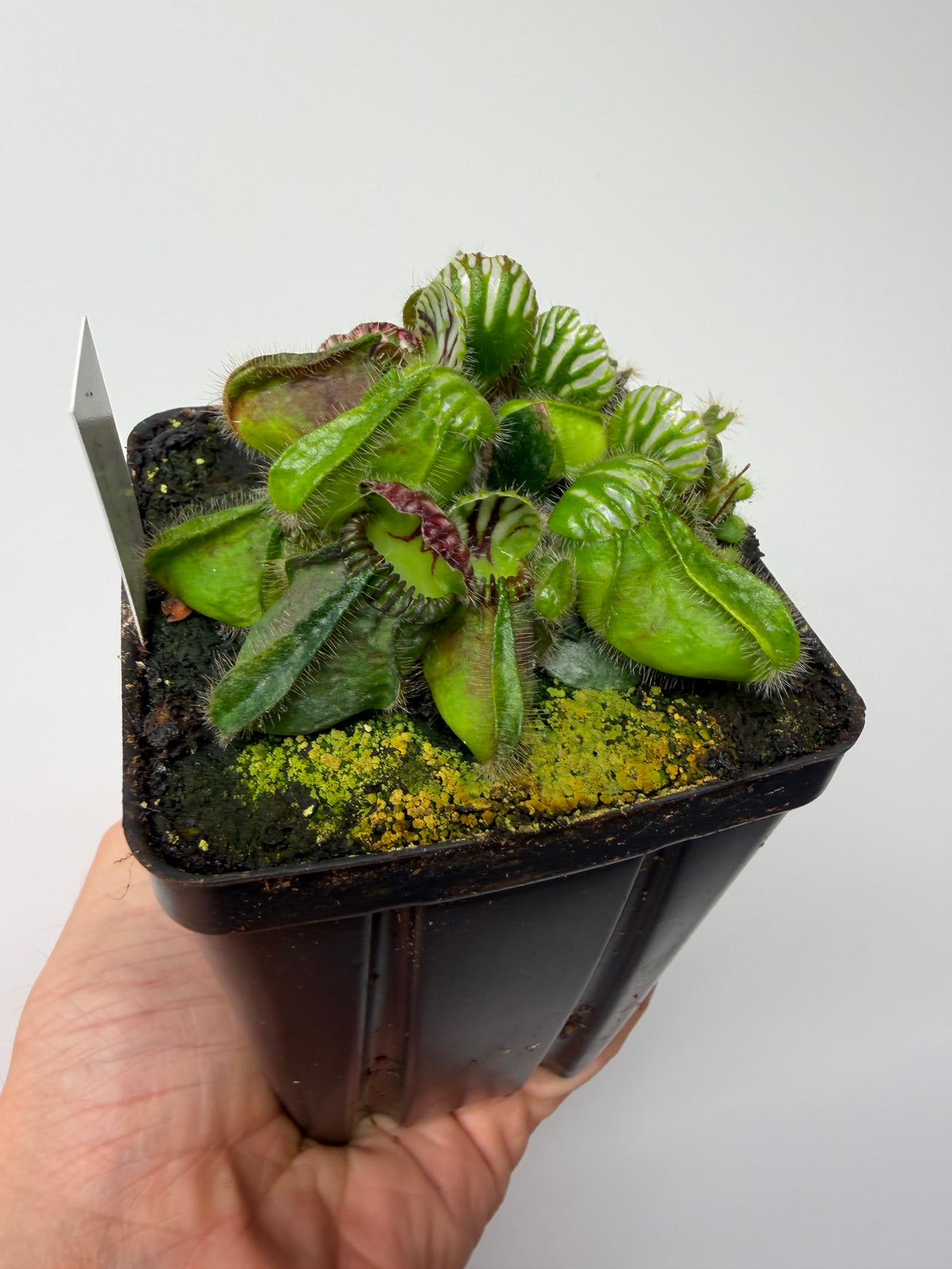 Cephalotus follicularis “Dr. Eberhard König” #6