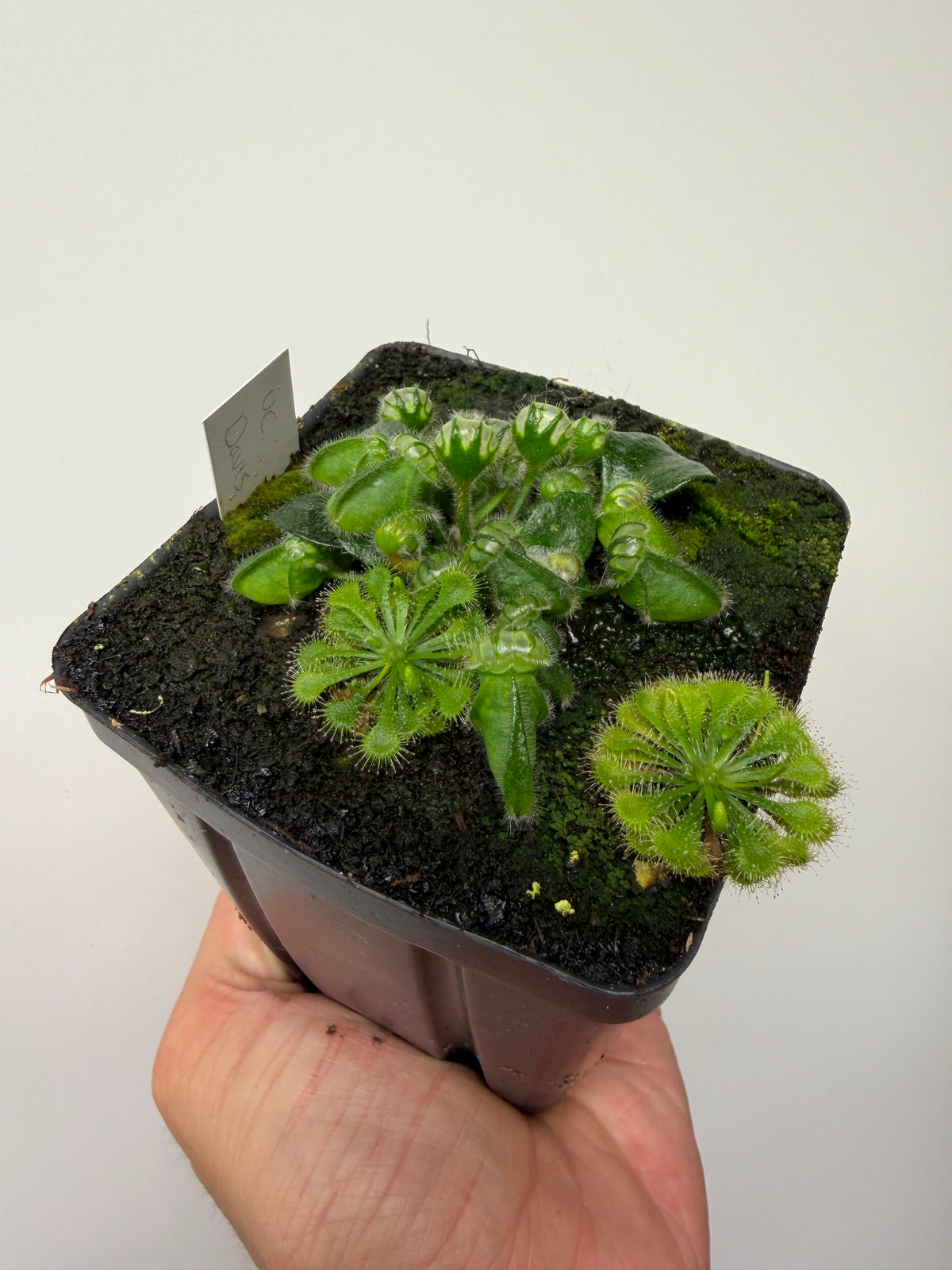 Cephalotus follicularis “UC Davis”