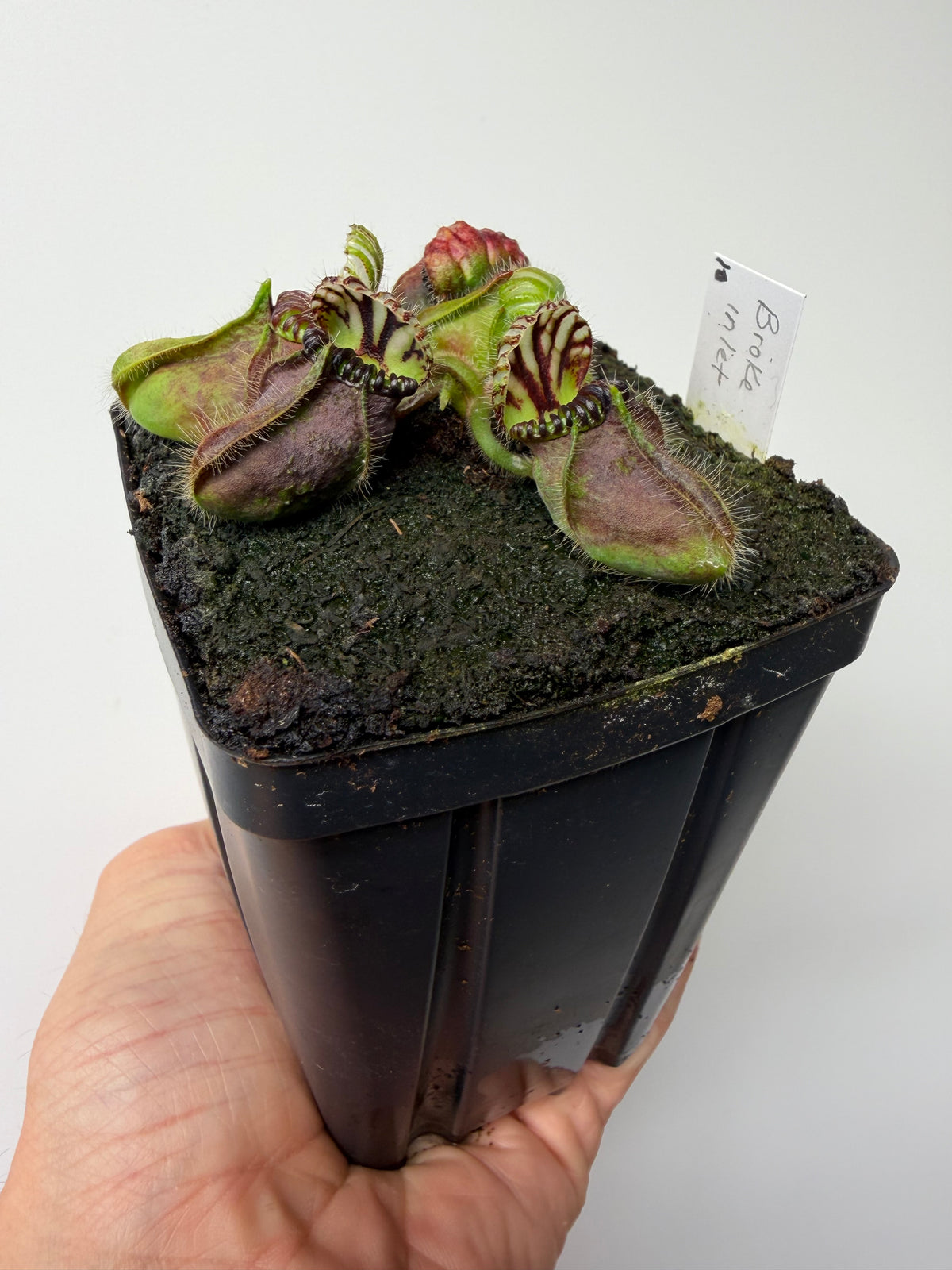 Cephalotus follicularis “Broke Inlet” #10