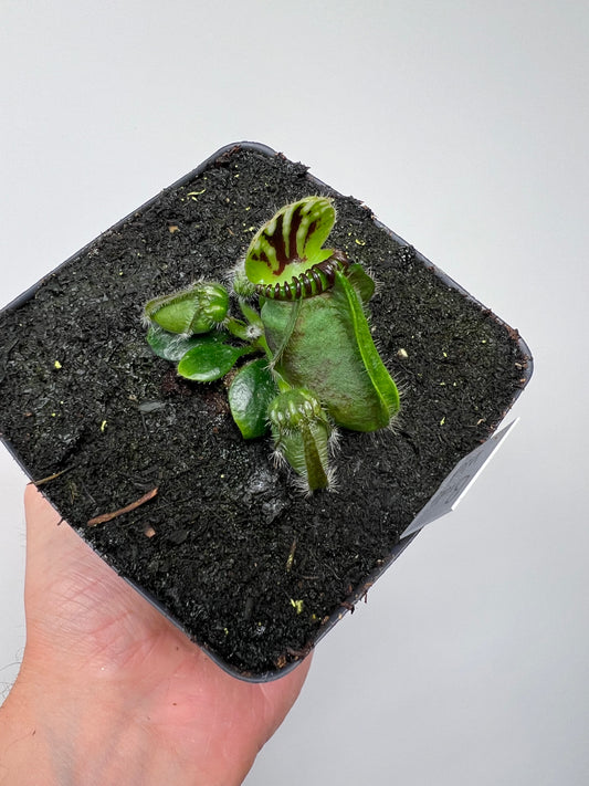 Cephalotus follicularis “Broke Inlet”